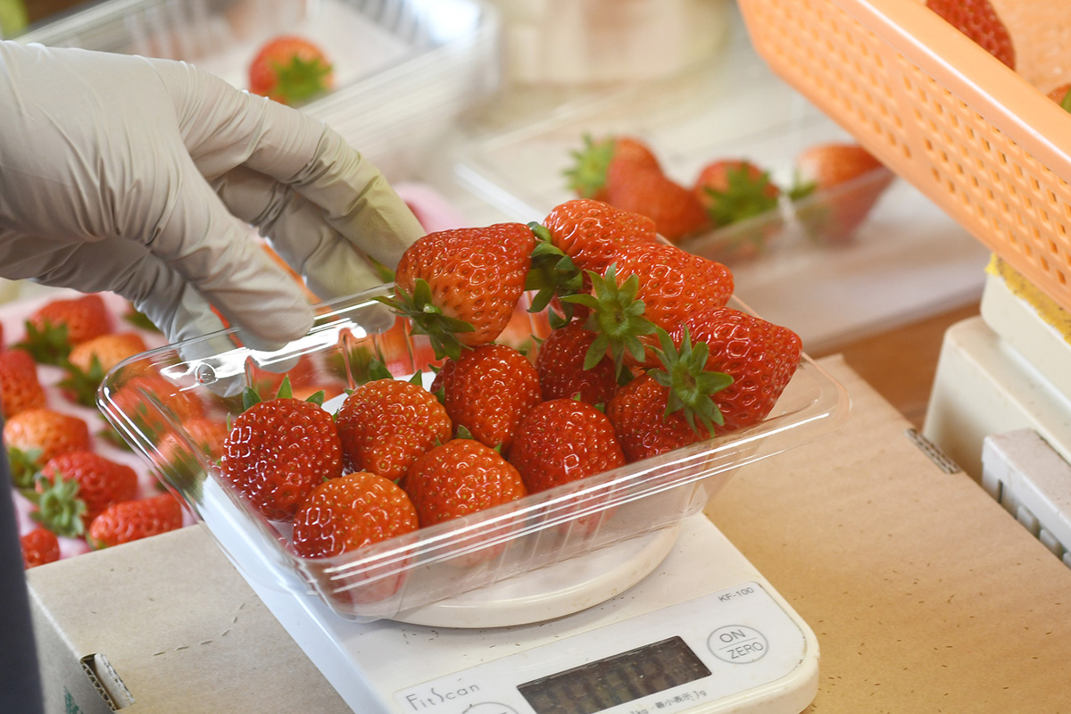 いちご園すず屋