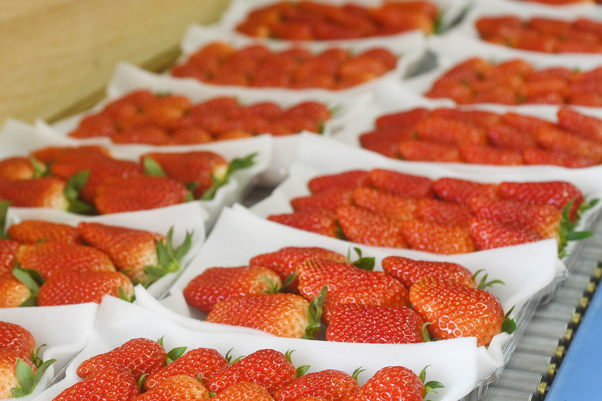 いちご園すず屋