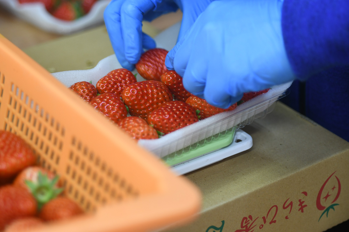 いちご園すず屋