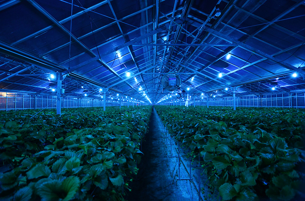 いちごへの愛情