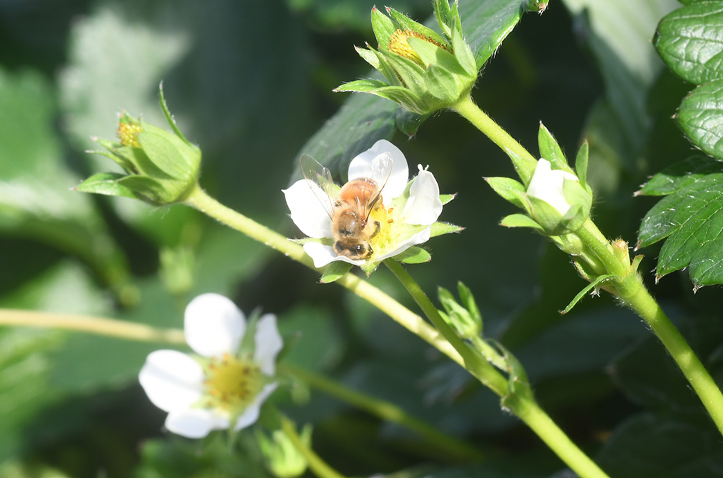 受粉のための環境づくり
