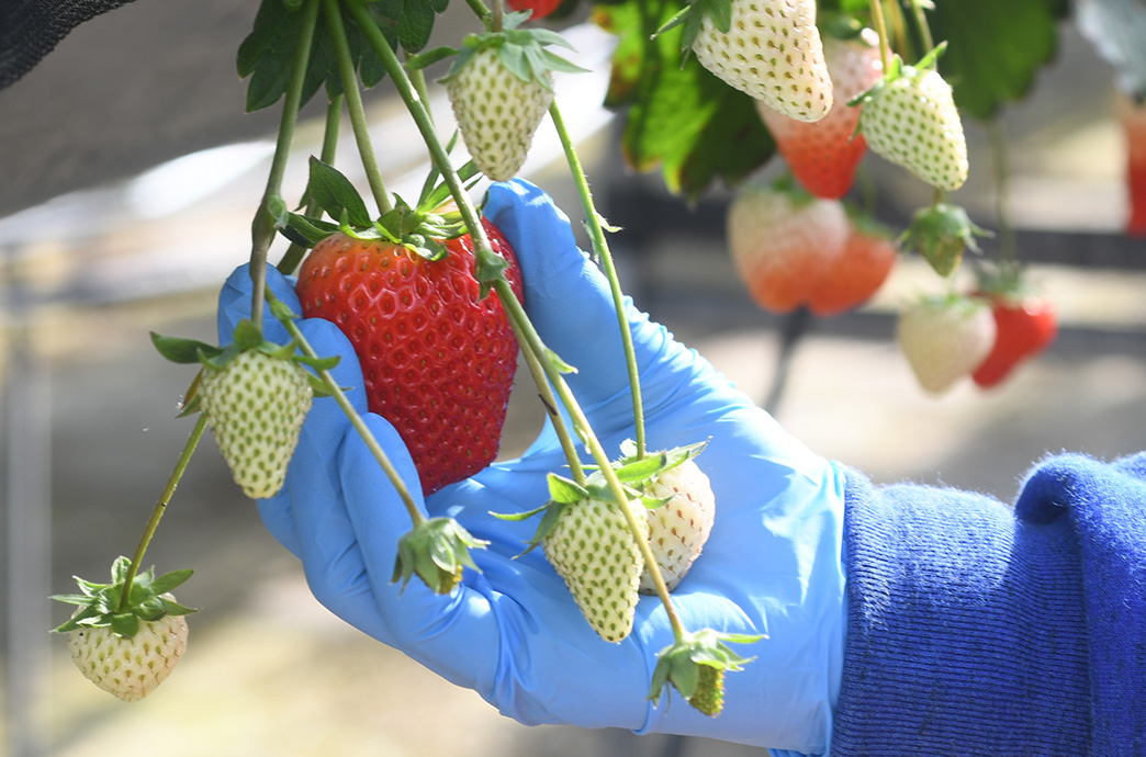 いちごへの愛情