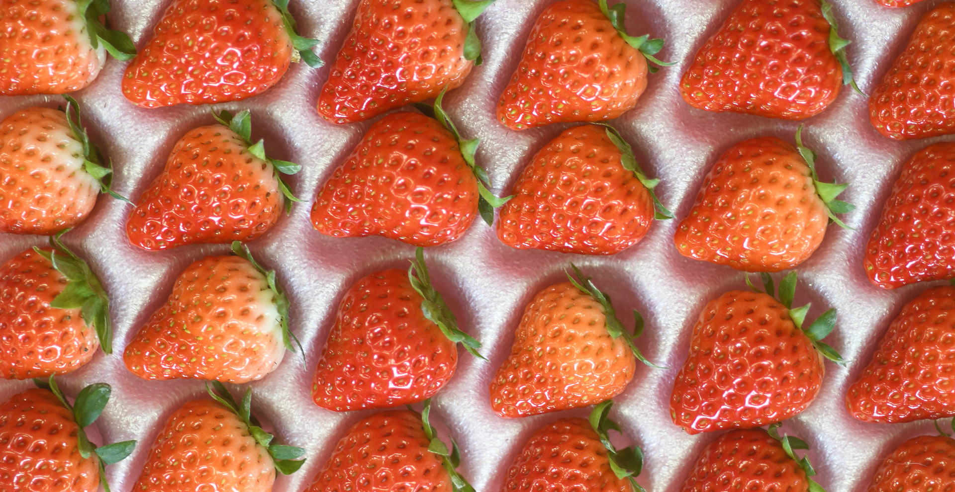 いちご園すず屋