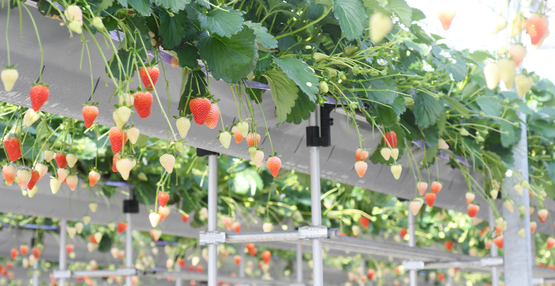 いちご園すず屋